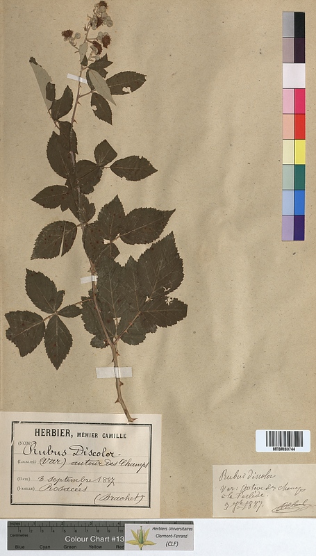 Rubus discolor (Rosaceae)