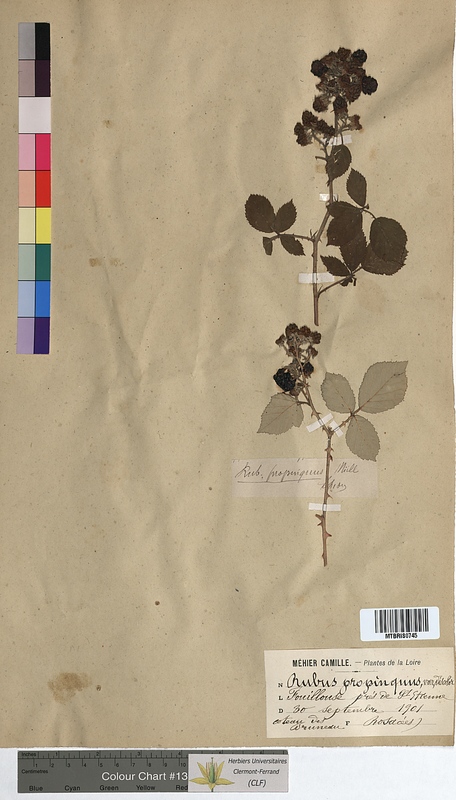 Rubus propinquus (Rosaceae)
