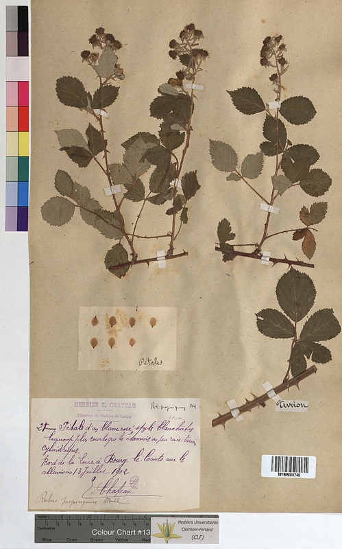 Rubus propinquus (Rosaceae)
