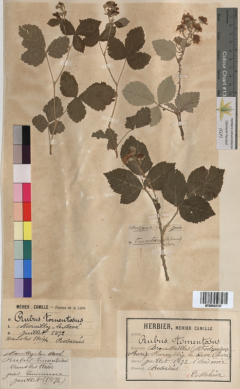 Rubus tomentosus (Rosaceae)