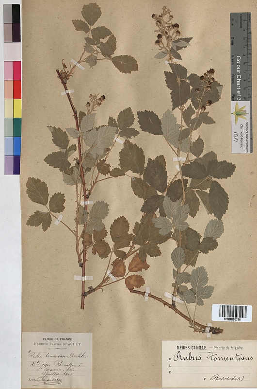 Rubus tomentosus (Rosaceae)