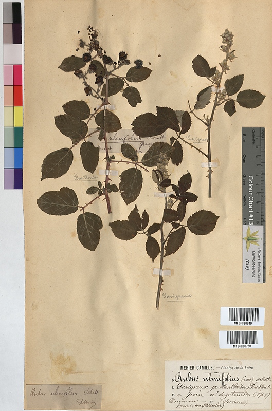 Rubus ulmifolius (Rosaceae)