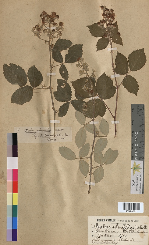 Rubus ulmifolius (Rosaceae)