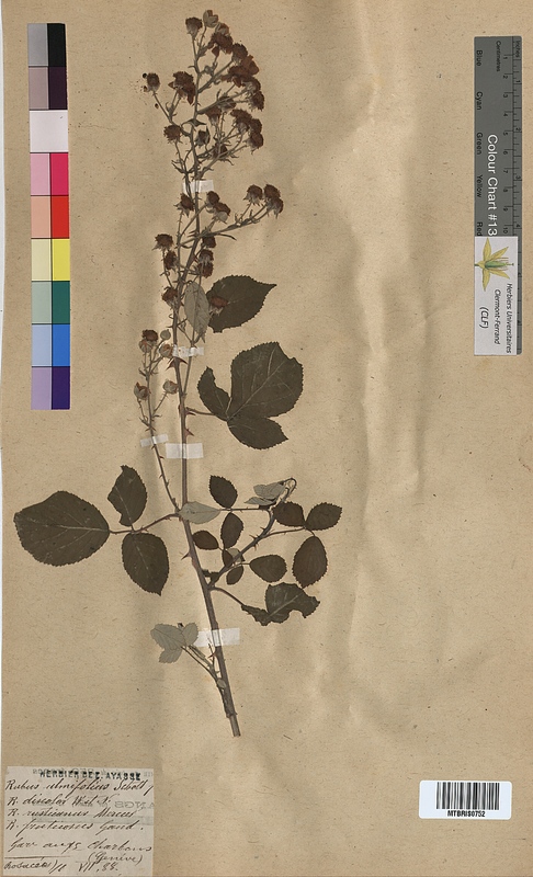Rubus ulmifolius (Rosaceae)