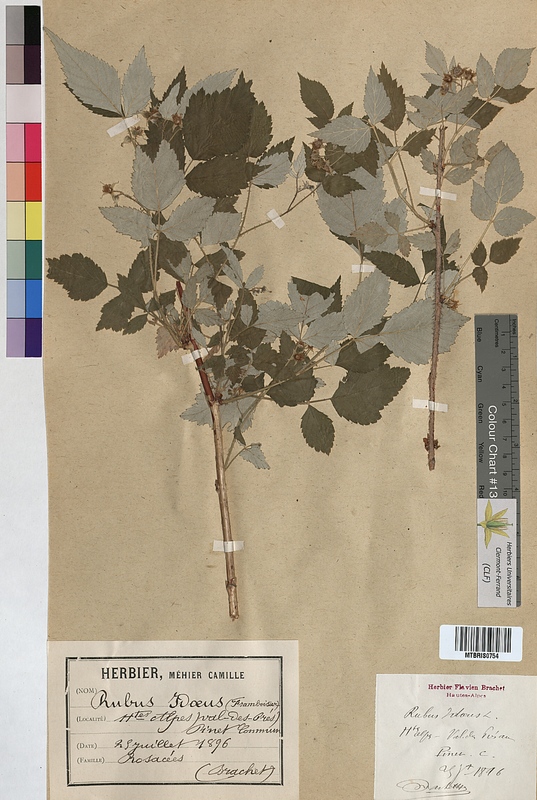 Rubus idaeus (Rosaceae)