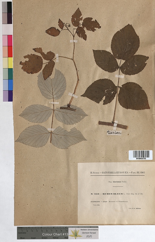 Rubus idaeus (Rosaceae)