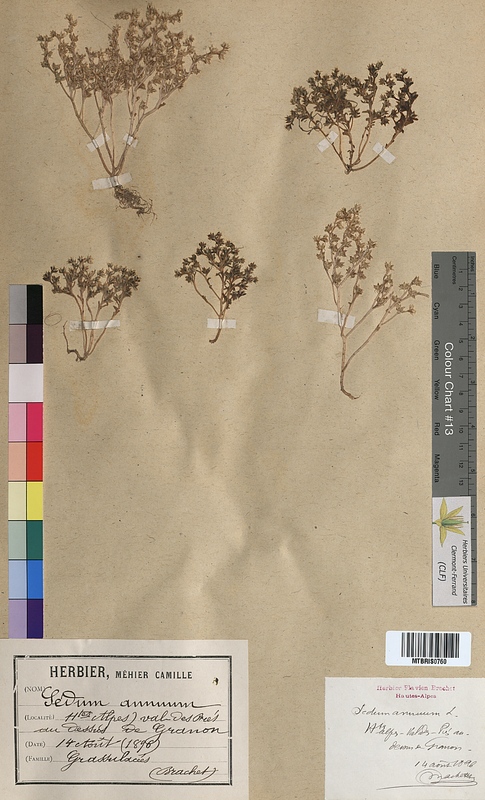 Sedum annuum (Crassulaceae)