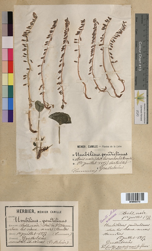 Umbilicus pendulinus (Crassulaceae)