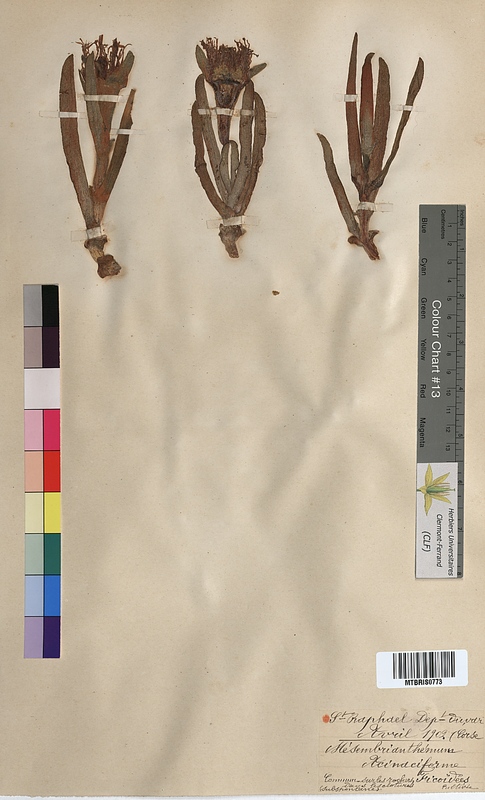 Mesembryanthemum acinaciforme (Aizoaceae)