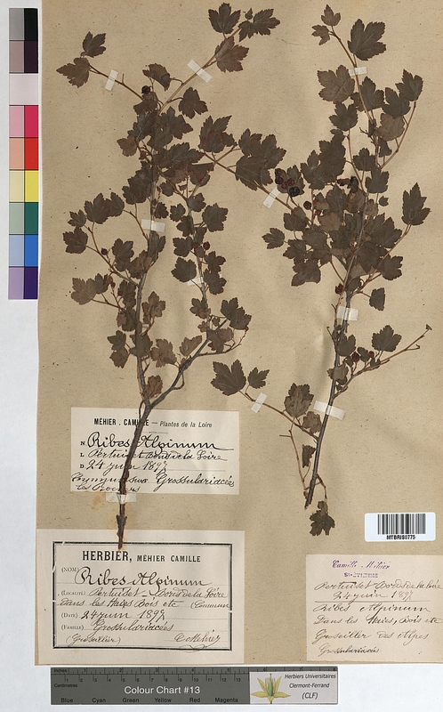 Ribes alpinum (Grossulariaceae)