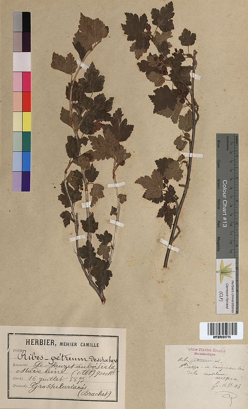 Ribes petraeum (Grossulariaceae)
