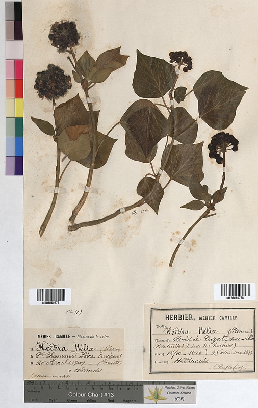 Hedera helix (Araliaceae)