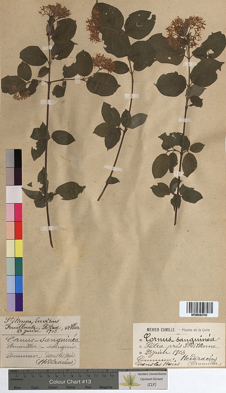 Cornus sanguinea (Cornaceae)