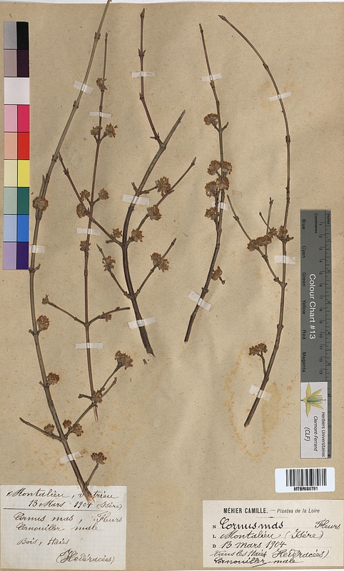 Cornus mas (Cornaceae)