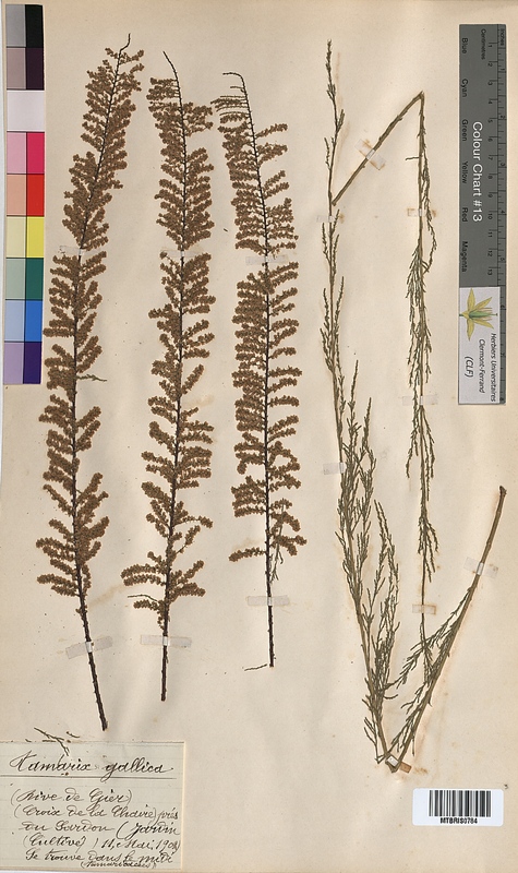 Tamarix gallica (Tamaricaceae)