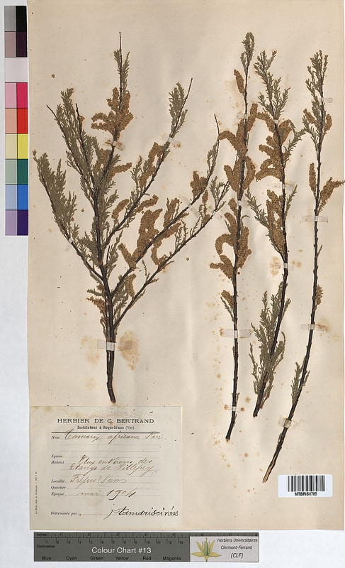 Tamarix africana (Tamaricaceae)