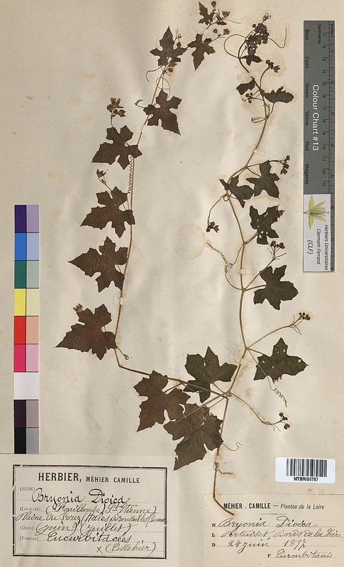 Bryonia dioica (Cucurbitaceae)