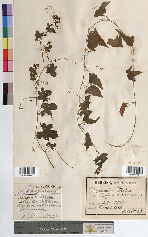Bryonia dioica (Cucurbitaceae)
