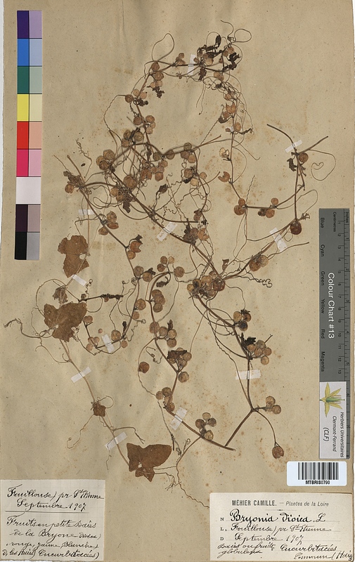 Bryonia dioica (Cucurbitaceae)