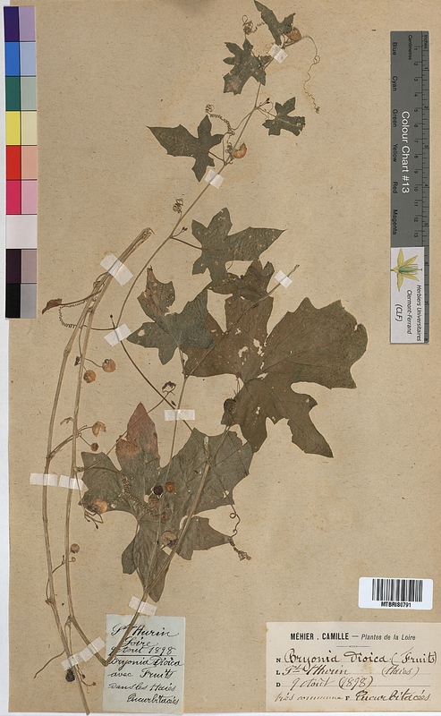 Bryonia dioica (Cucurbitaceae)