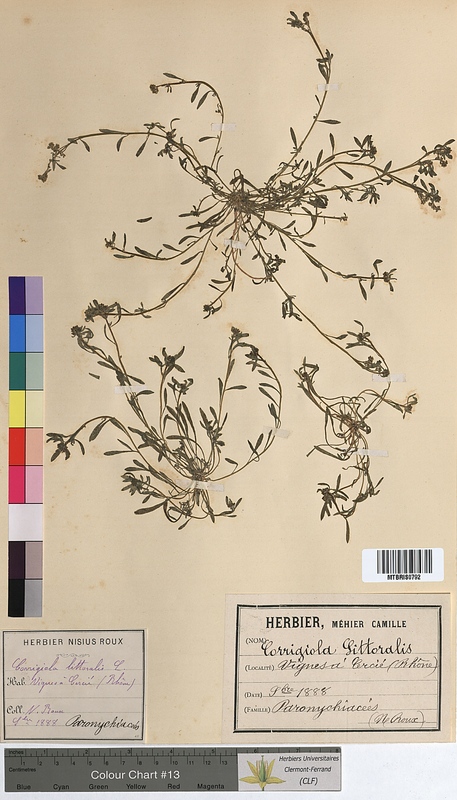 Corrigiola littoralis (Molluginaceae)