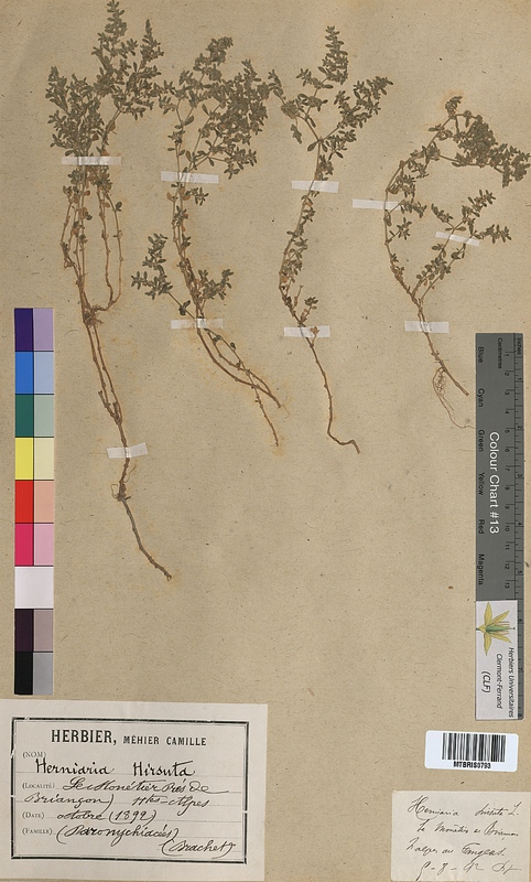 Herniaria hirsuta (Illecebraceae)