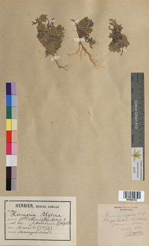 Herniaria alpina (Illecebraceae)