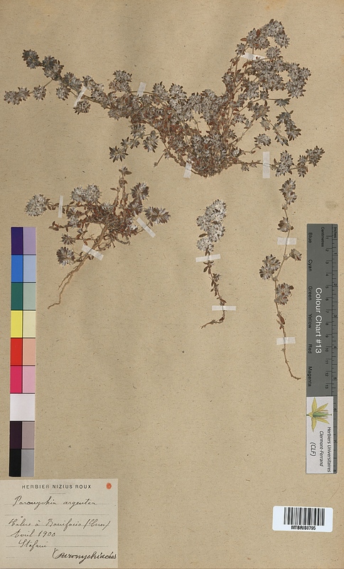 Paronychia argentea (Illecebraceae)