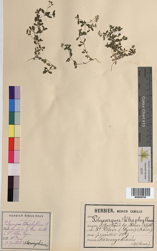 Polycarpon tetraphyllum (Caryophyllaceae)