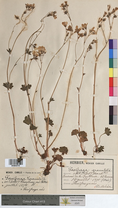 Saxifraga granulata (Saxifragaceae)