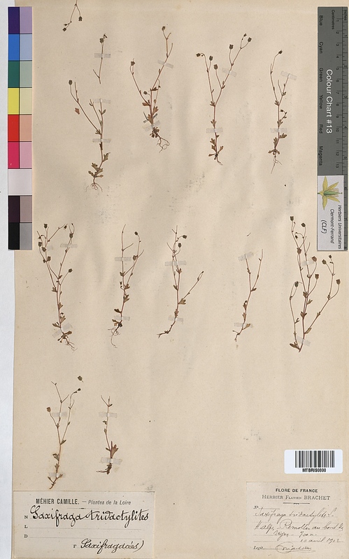 Saxifraga tridactylites (Saxifragaceae)