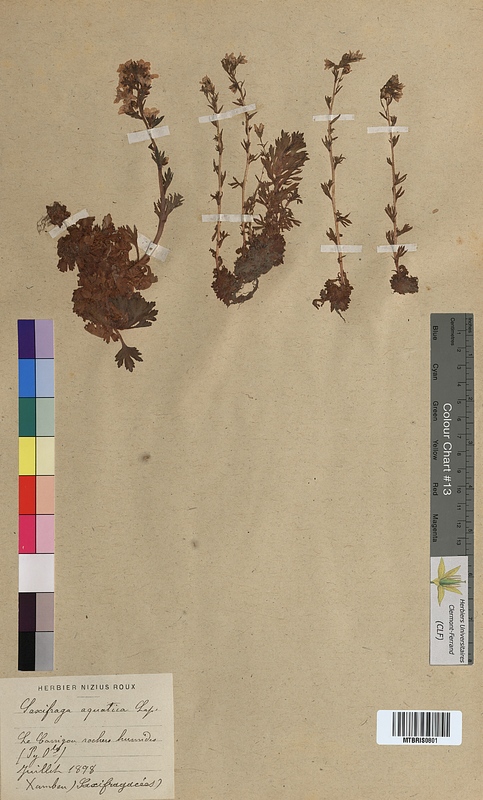 Saxifraga aquatica (Saxifragaceae)