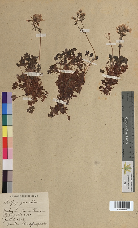 Saxifraga geranioides (Saxifragaceae)
