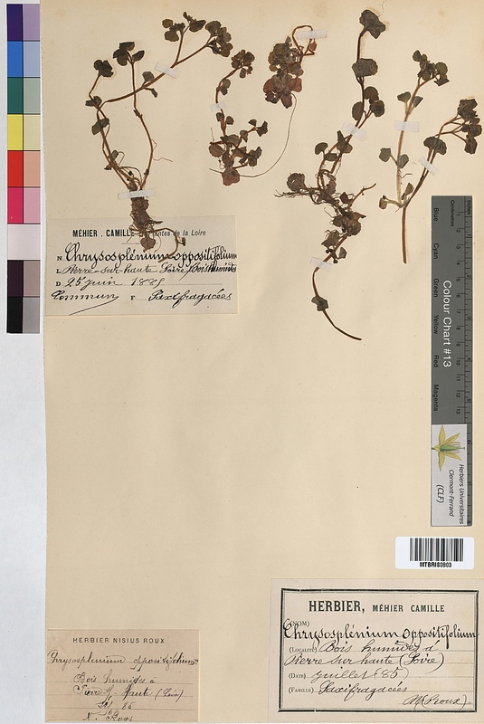 Chrysosplenium oppositifolium (Saxifragaceae)