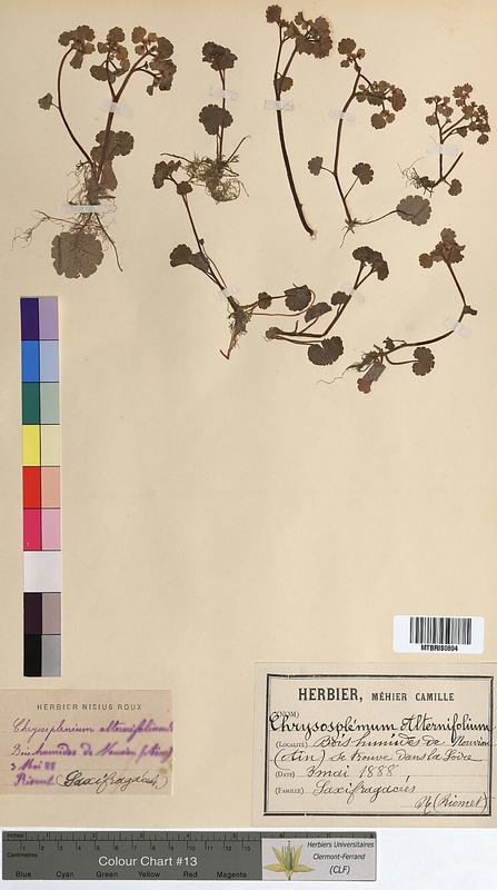 Chrysosplenium alternifolium (Saxifragaceae)