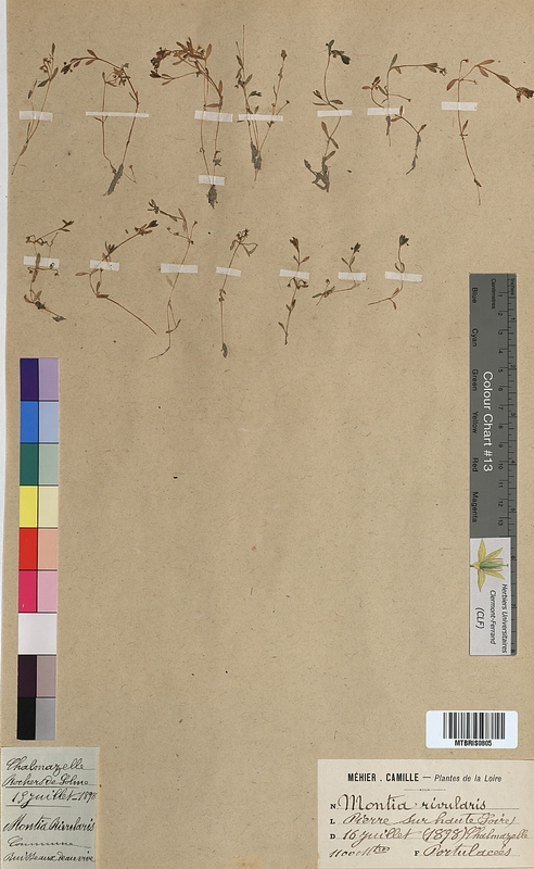 Montia rivularis (Portulacaceae)