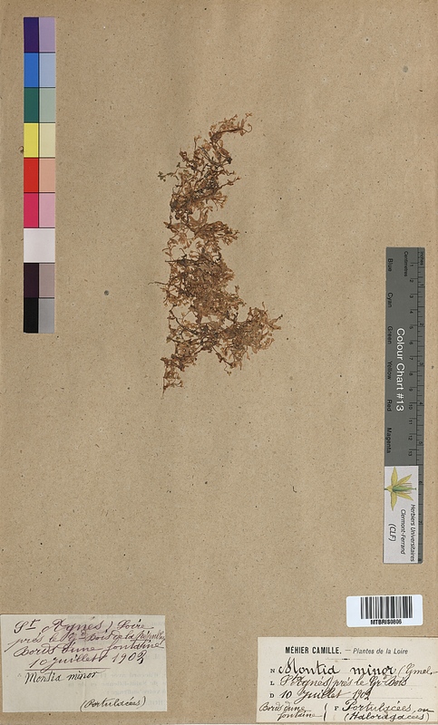 Montia minor (Portulacaceae)