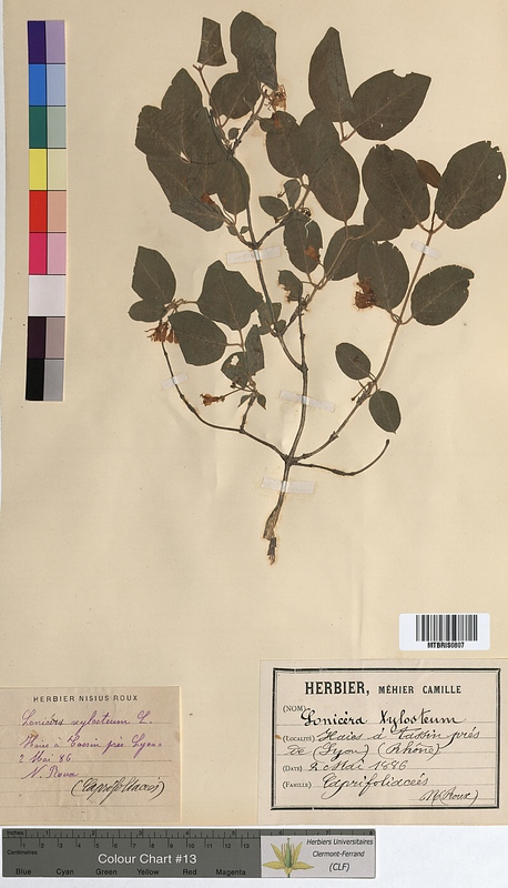 Lonicera xylosteum (Caprifoliaceae)