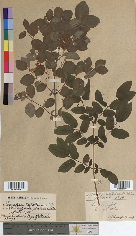 Lonicera xylosteum (Caprifoliaceae)