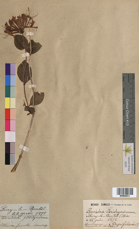 Lonicera periclymenum (Caprifoliaceae)