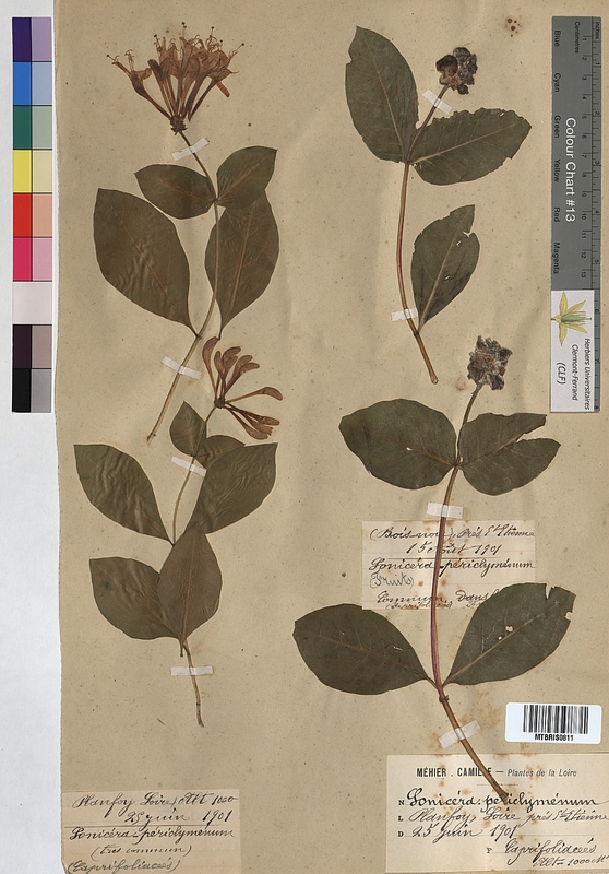 Lonicera periclymenum (Caprifoliaceae)