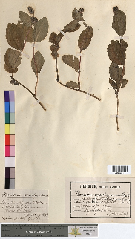 Lonicera periclymenum (Caprifoliaceae)