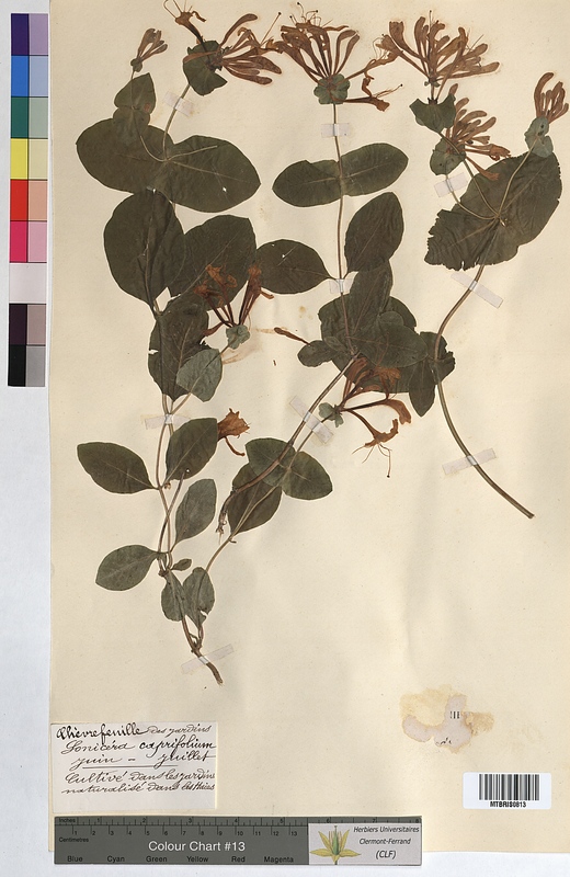 Lonicera caprifolium (Caprifoliaceae)