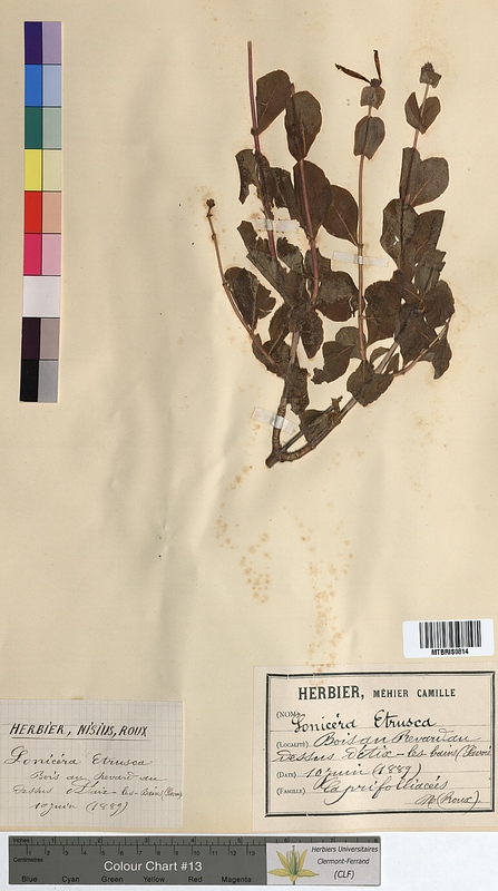 Lonicera etrusca (Caprifoliaceae)
