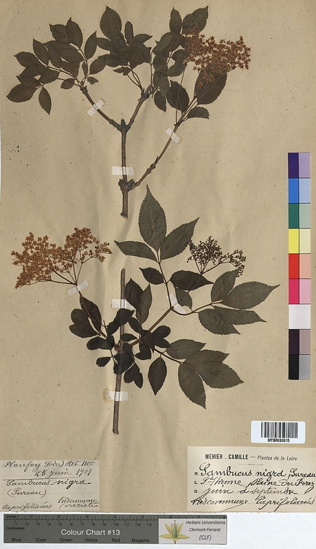 Sambucus nigra (Caprifoliaceae)