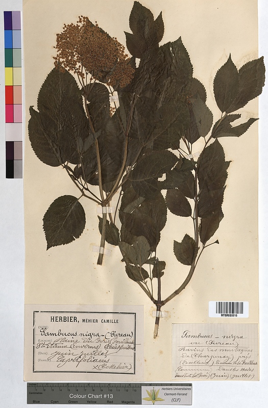 Sambucus nigra (Caprifoliaceae)