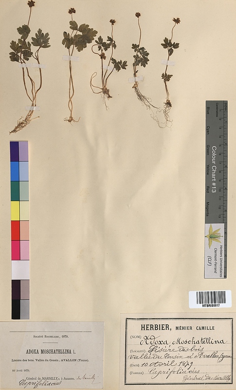 Adoxa moschatellina (Adoxaceae)