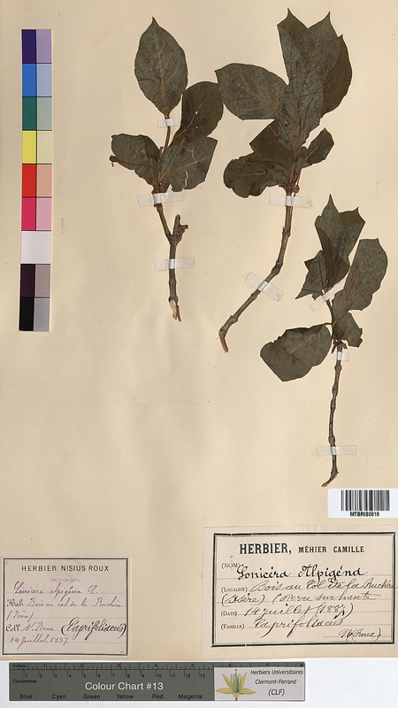 Lonicera alpigena (Caprifoliaceae)