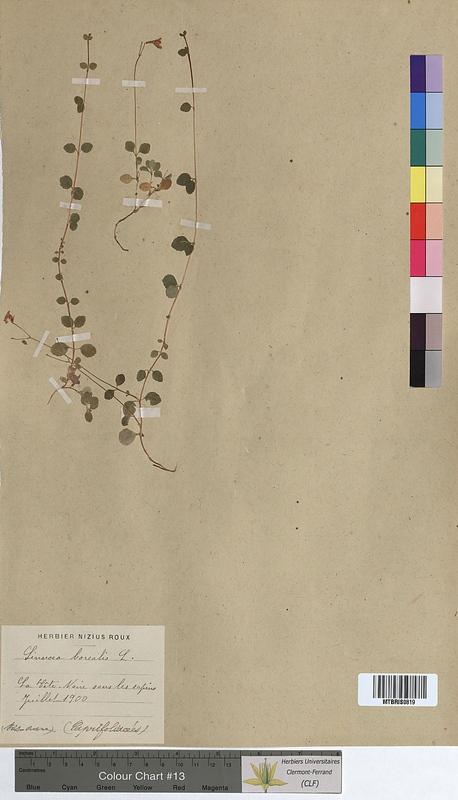 Linnaea borealis (Caprifoliaceae)