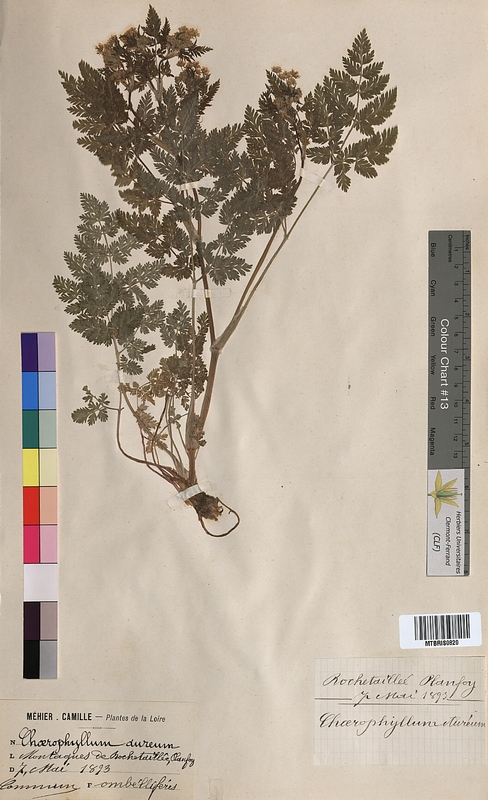 Chaerophyllum aureum (Apiaceae)